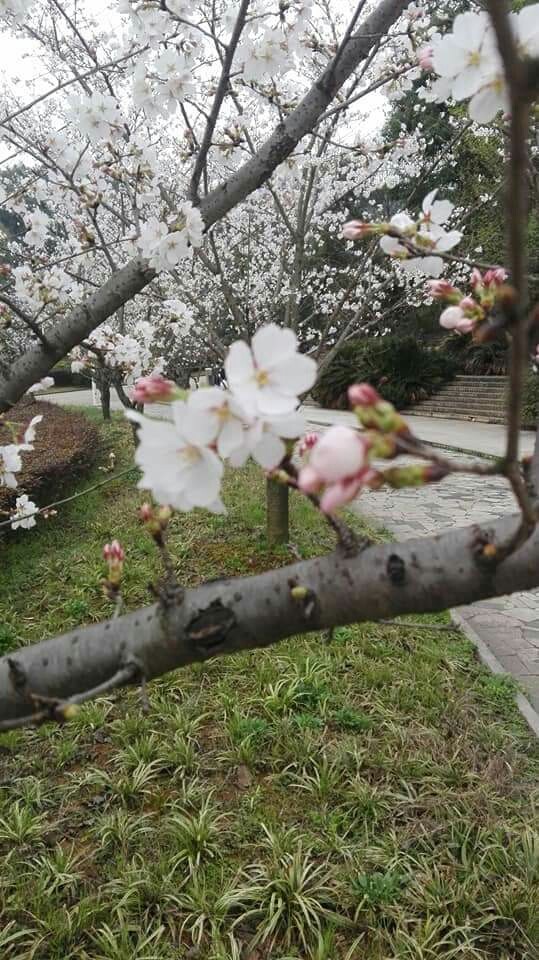 nature