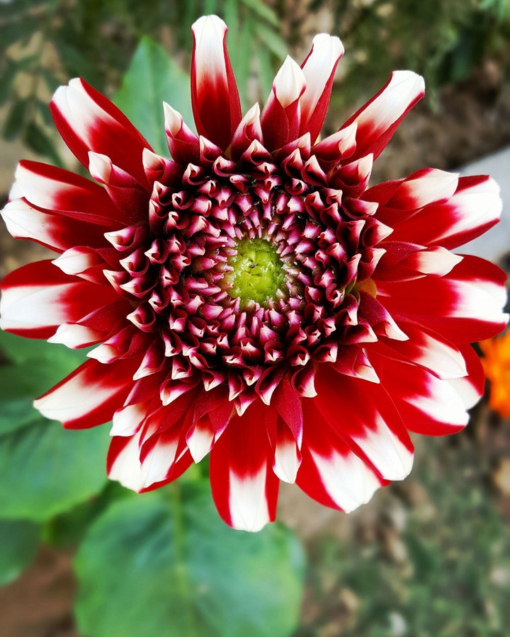 flower