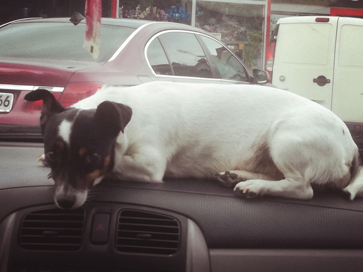 Dixie