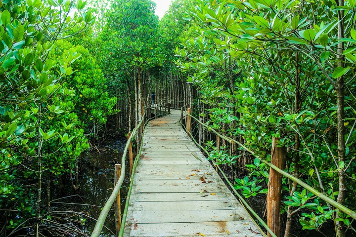 mangrove