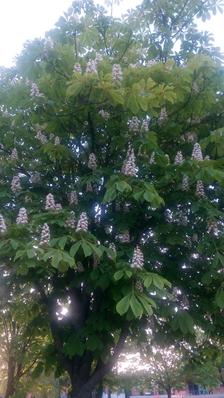 Каштан цветёт.