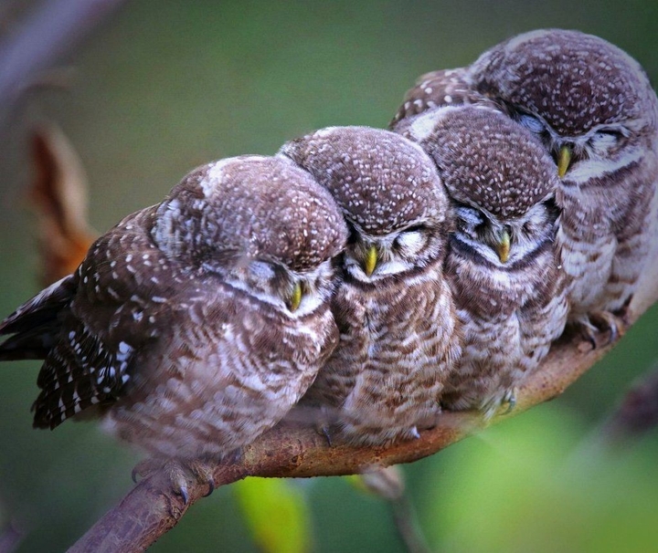 little owlet