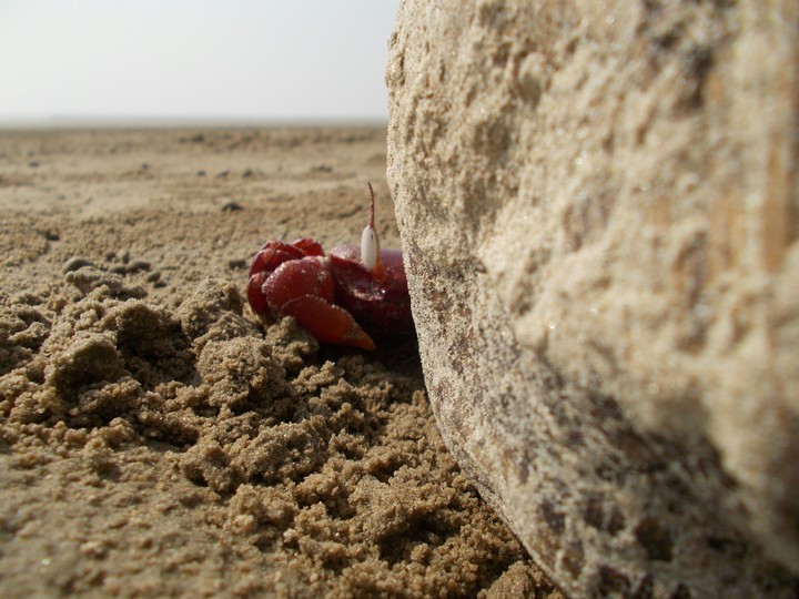 red crab