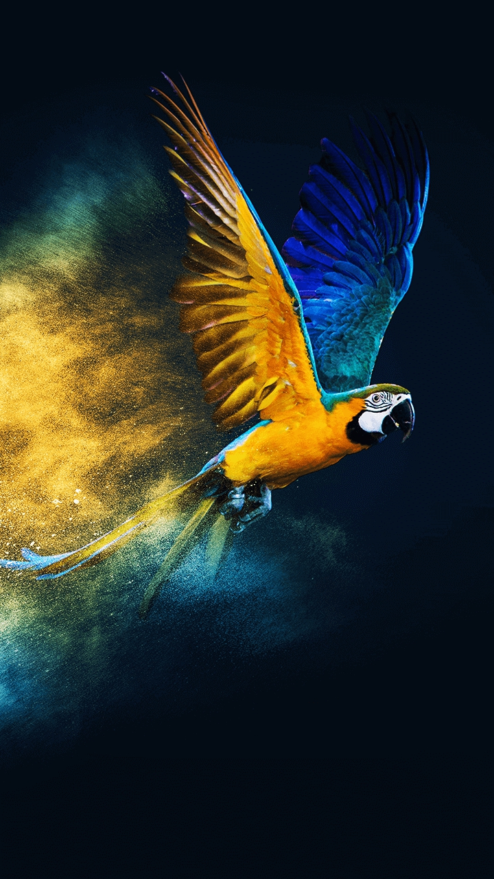 Parrot