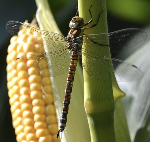 Dragonfly