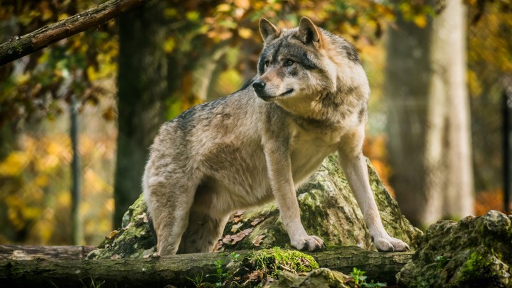 Wolf 
