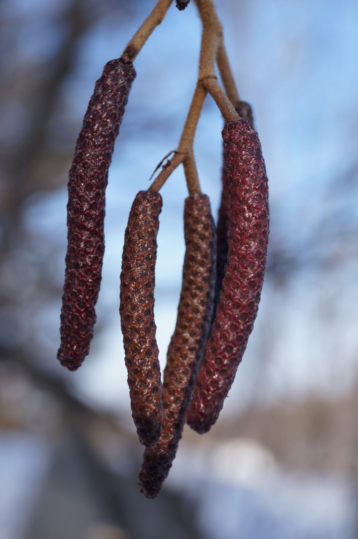 Knobble