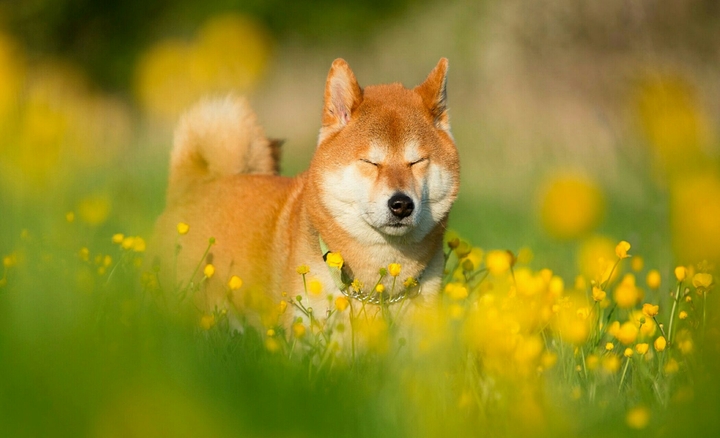 dog rrrr))