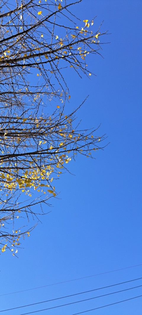 papéis de parede Wire, twig
