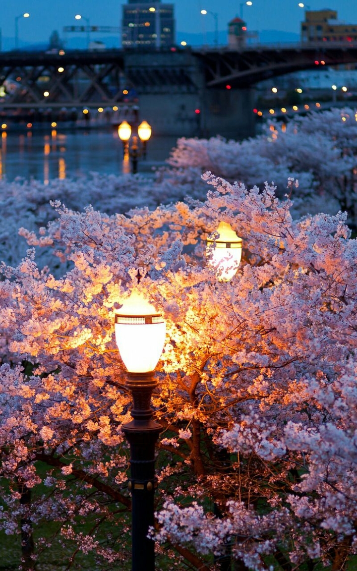 Romantic Night ♡HM♡