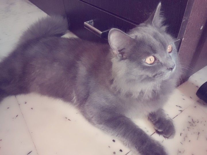 british longhair cat