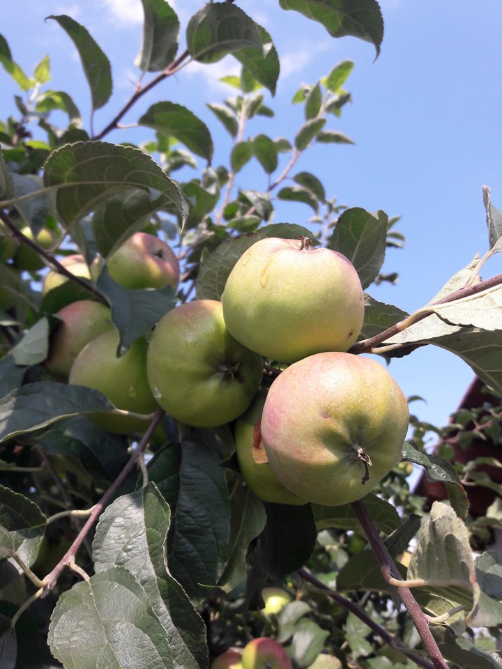 #apples #summer #sky #fruit #blue #green