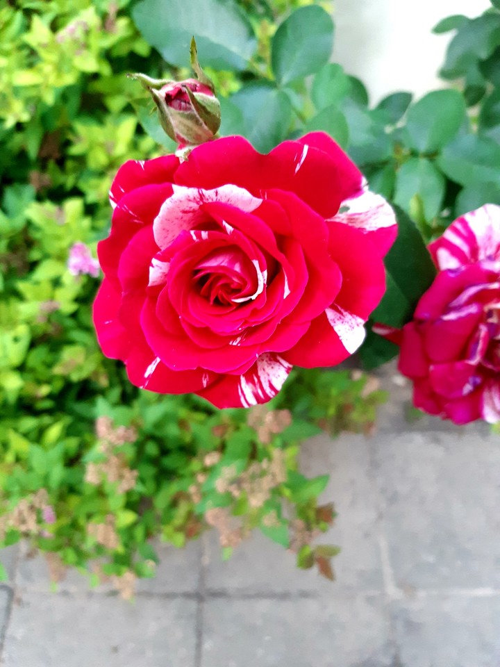 Rose