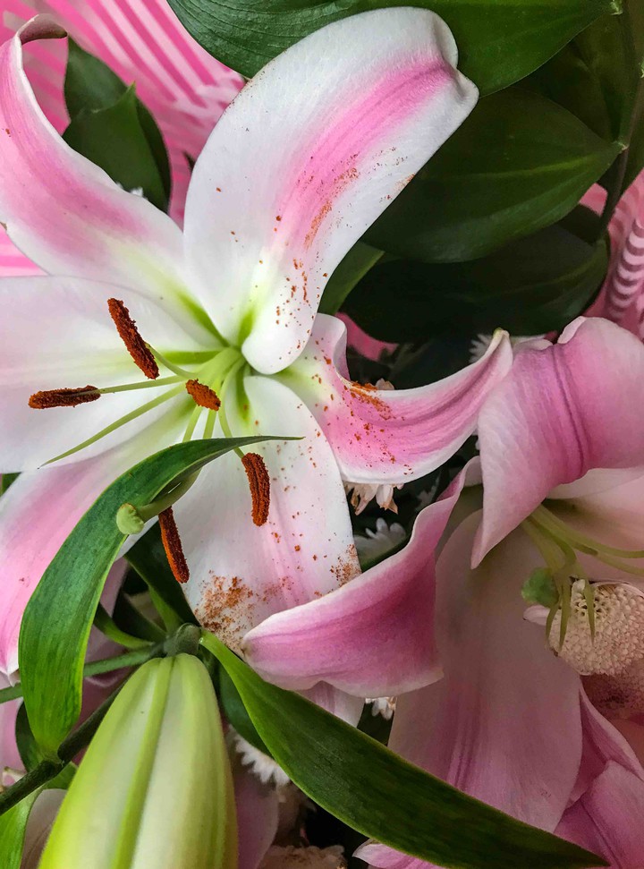lily