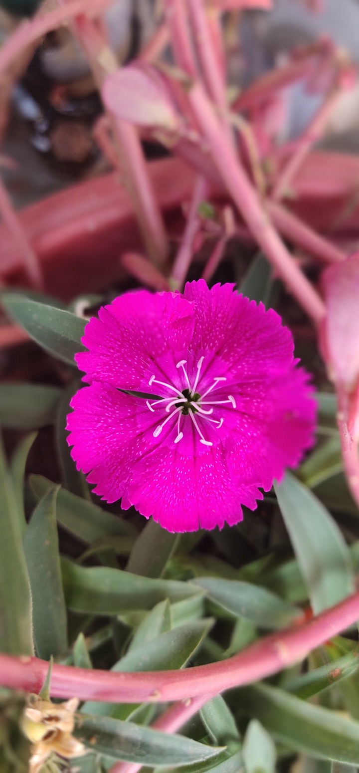 # my mobile capture