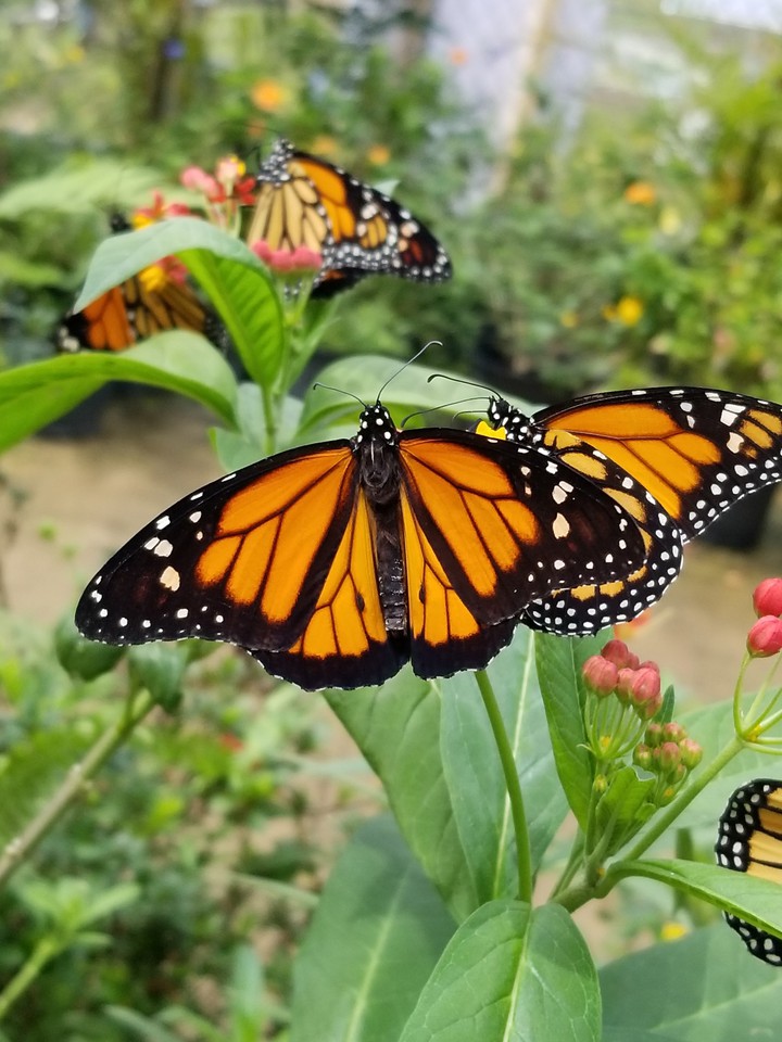 Butterfly