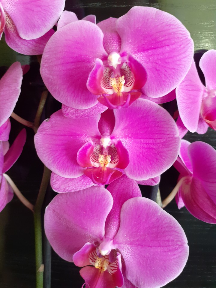Orchids