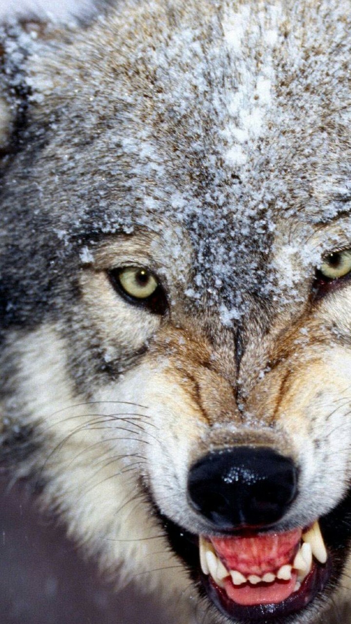cold and wild