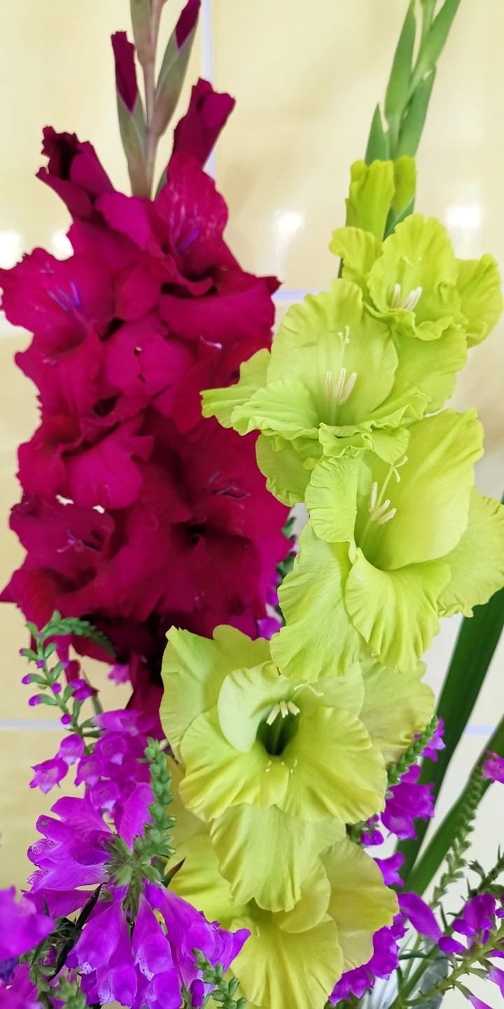 gladiola.. my snap