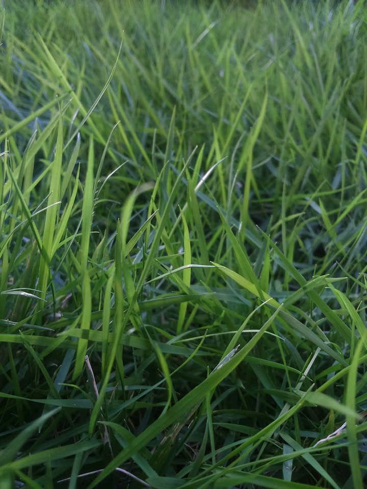 grass