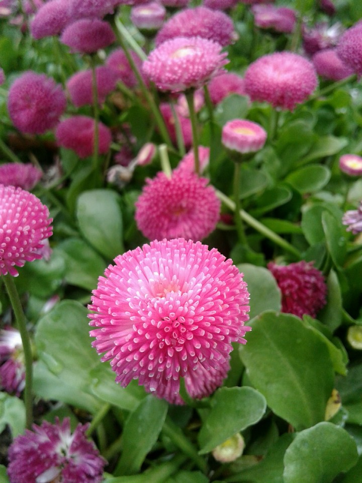 Flowers