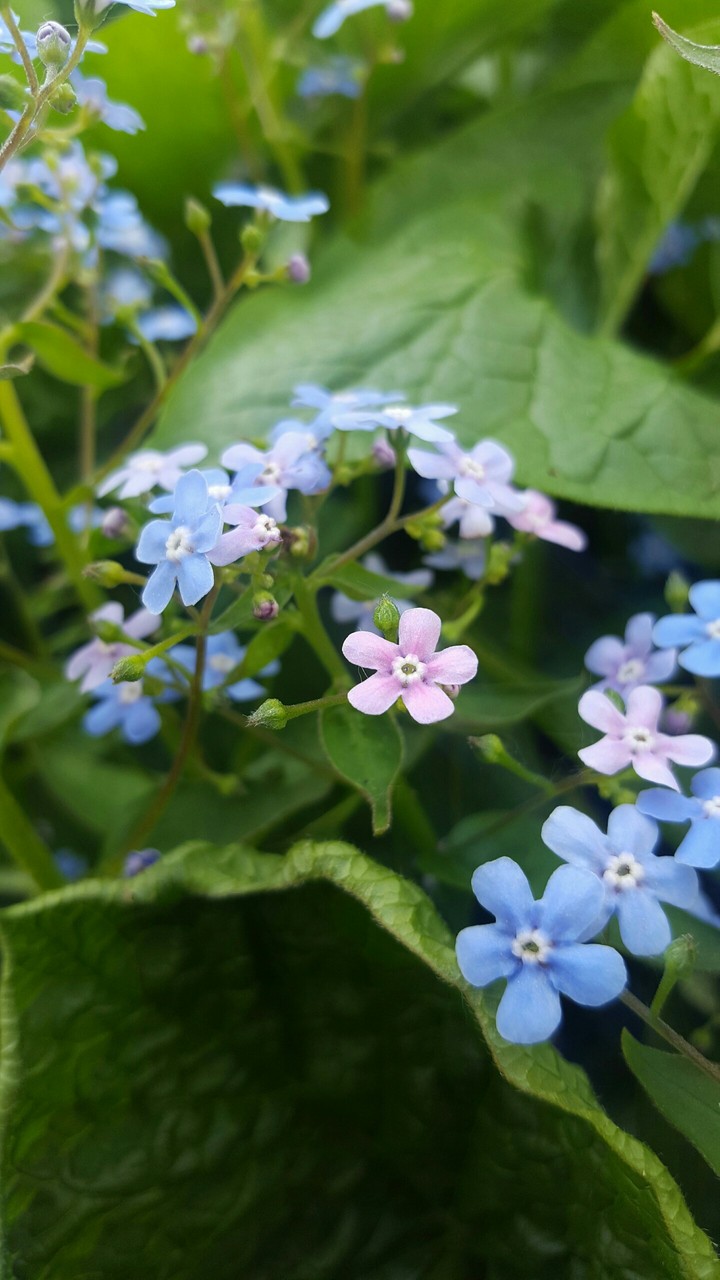 Spring flowers 