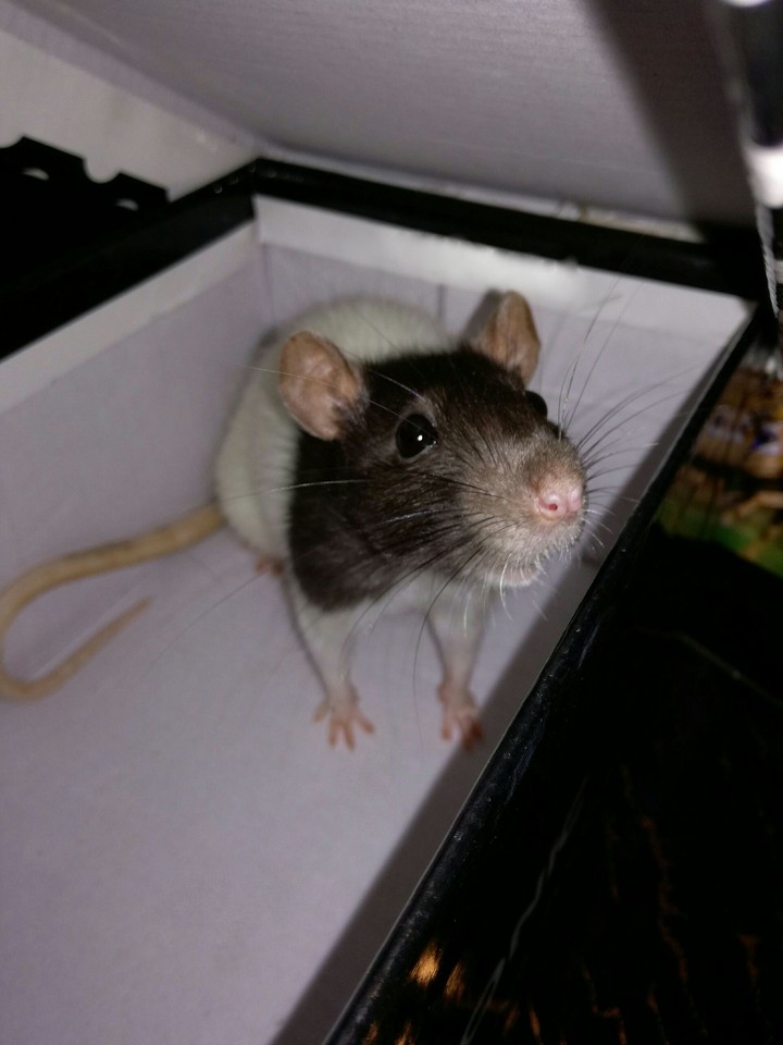 rat