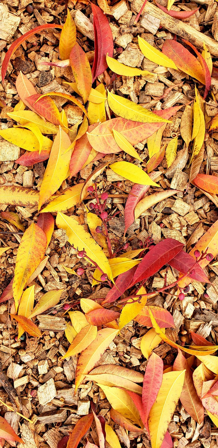 Fall Colors