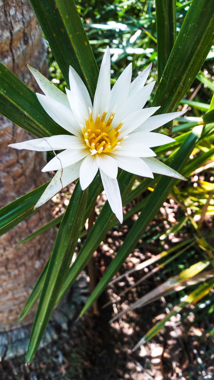 Lily
