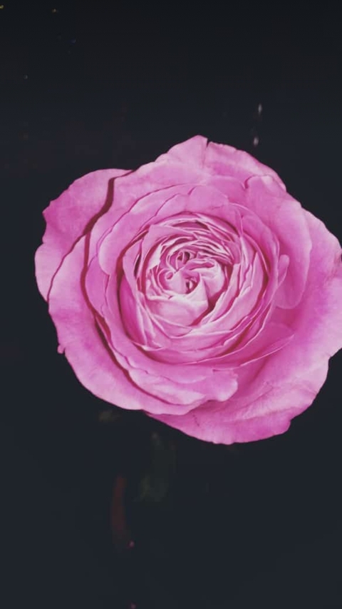 Flower by Nastena