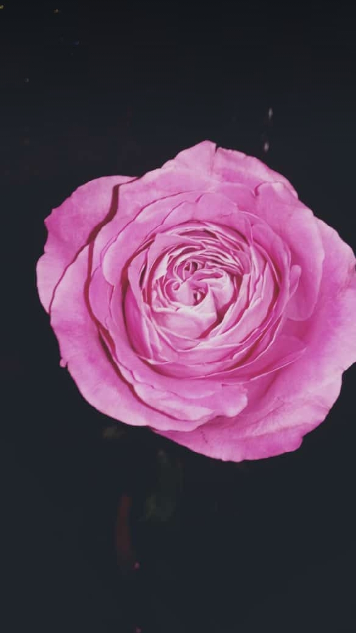 Flower  by Nastena
