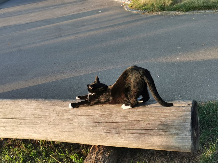 Cat Yoga