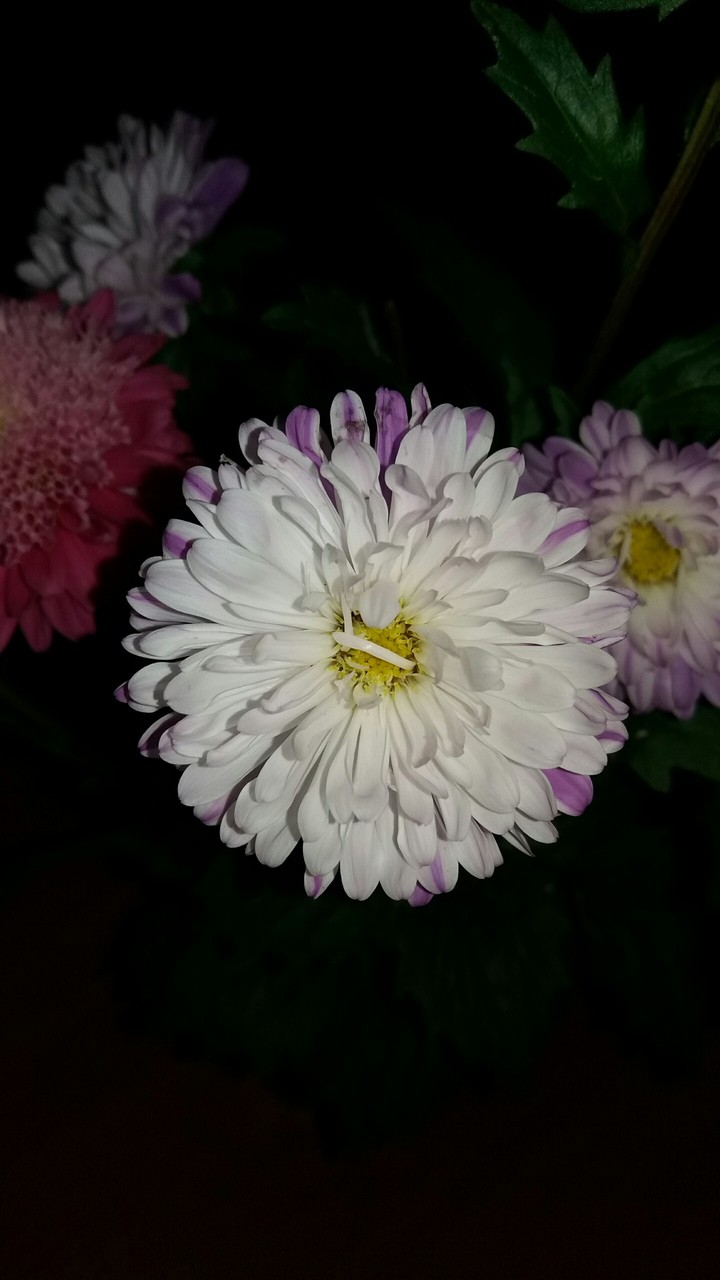 flower