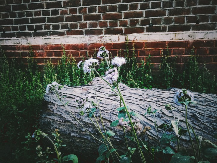 old log