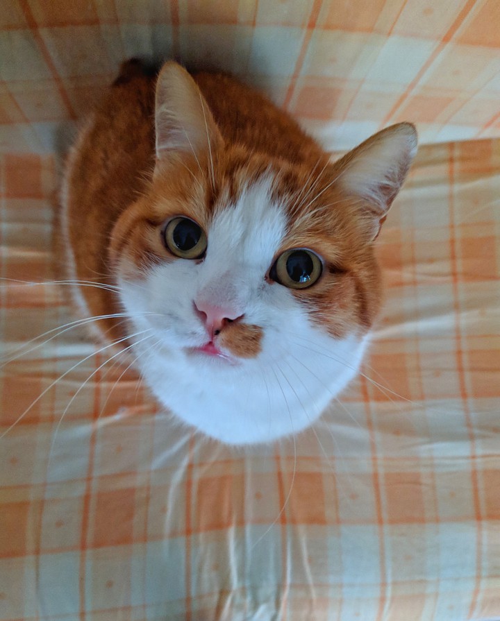 the red cat