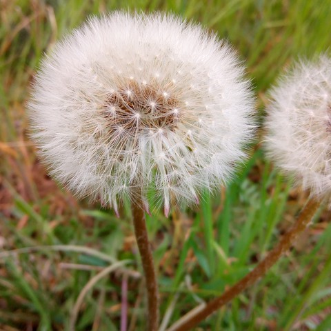 Pitypang/Dandelion/Diente de león