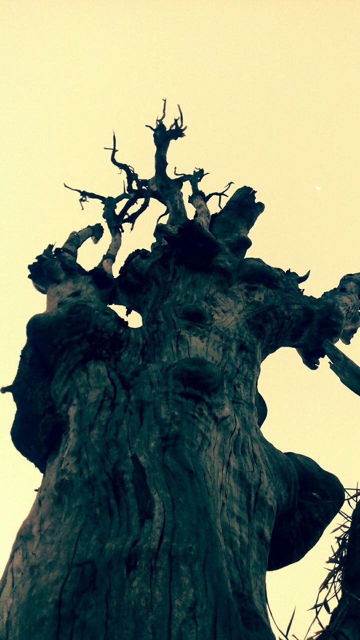 Dry Wood
