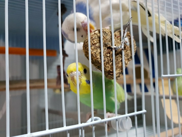 bird