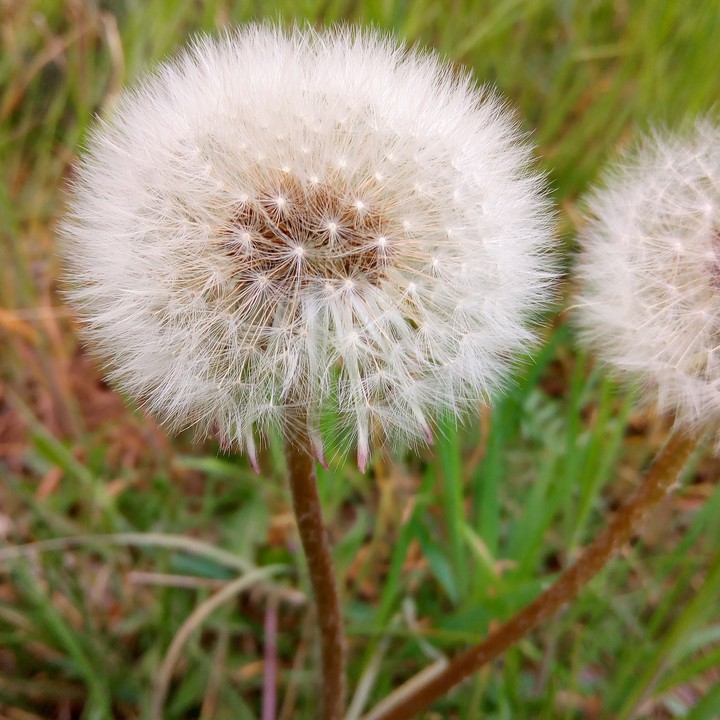 Pitypang/Dandelion/Diente de león