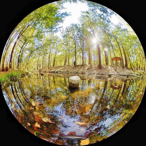 רקעים tree, Water