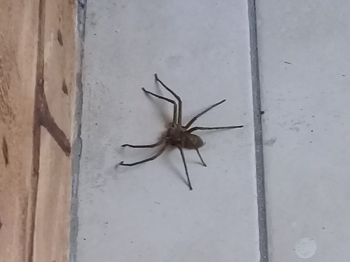 Spider