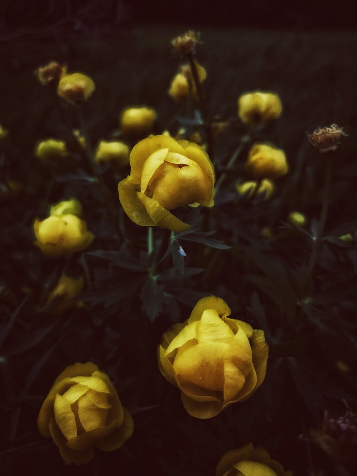 yellow