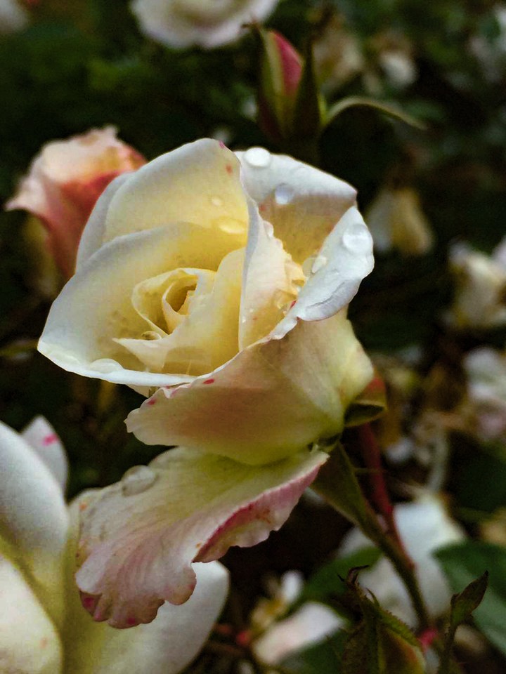 white rose