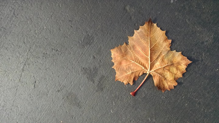 Leaf Me Alone