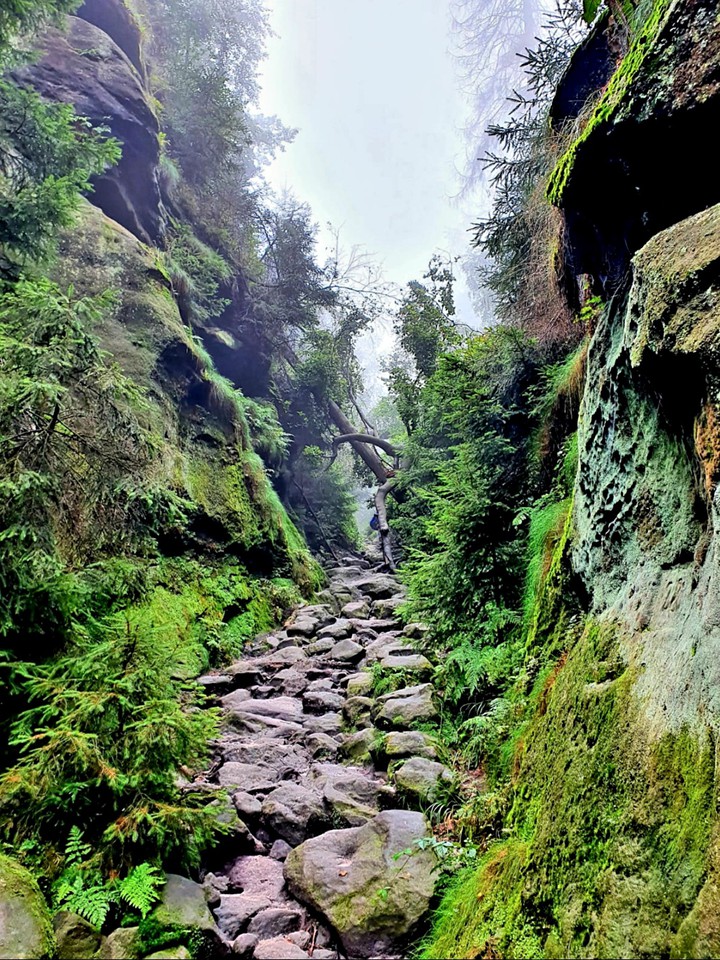 forest