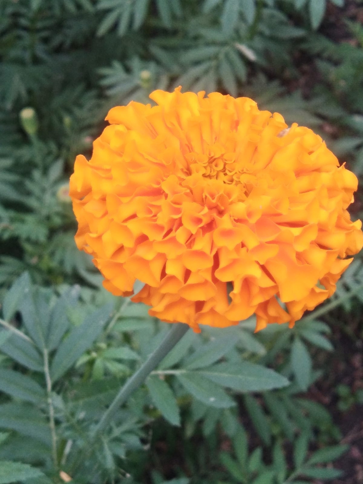 marigold