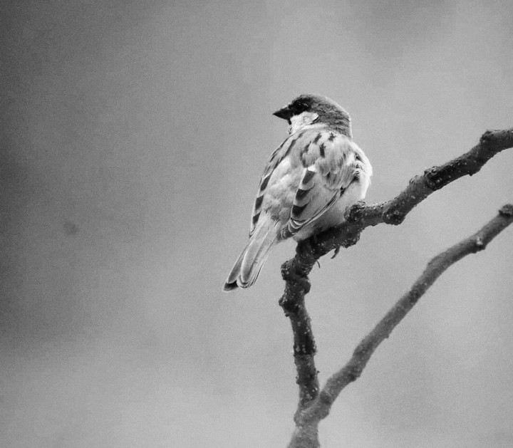 home sparrow