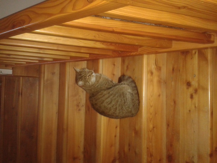 cat