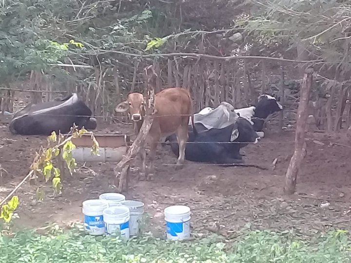 vacas bb