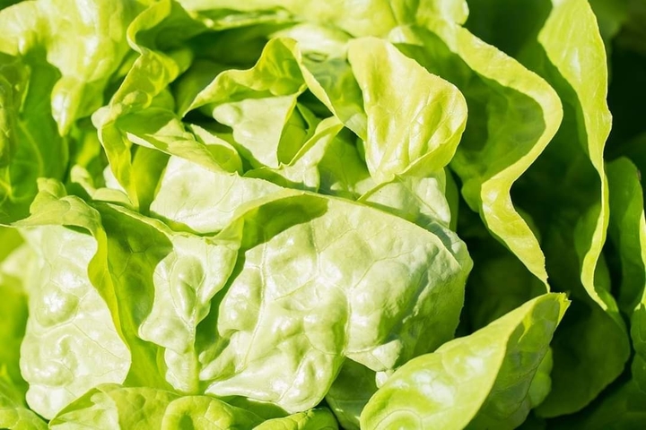 Kopfsalat